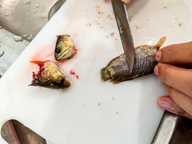 Gutting and cleaning ikan puyu Gutting and cleaning ikan puyu