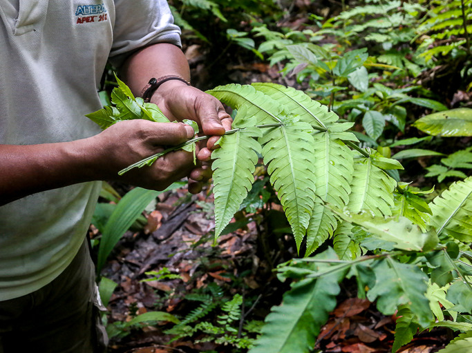 Sepasang tangan memegang ber'as atau pucuk paku uban, atau paku papan di dalam hutan.